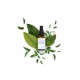 EVOLVE RAINFOREST RESCUE BLEMISH SERUM